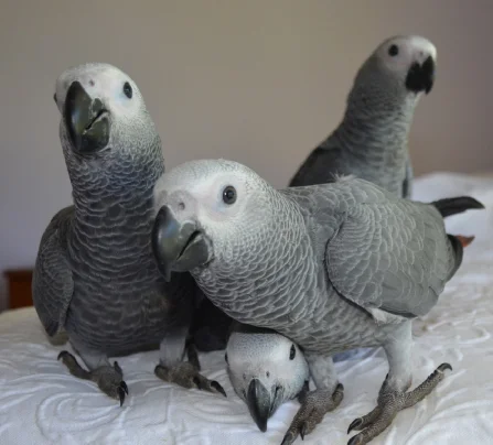 Super ofertas  de segunda mano - Loro gris africano parlante y adiestrado en casa, súper hablador Whatsapp 635 -14- 95-54--