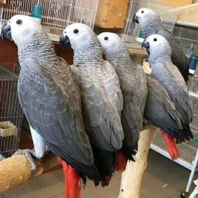 Foto loros grises africanos a la venta