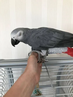 loros grises africanos a la venta foto grande (2)