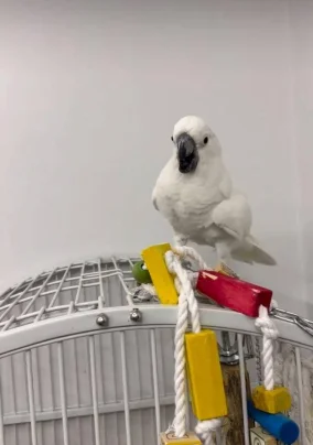 loros grises africanos a la venta foto grande (3)
