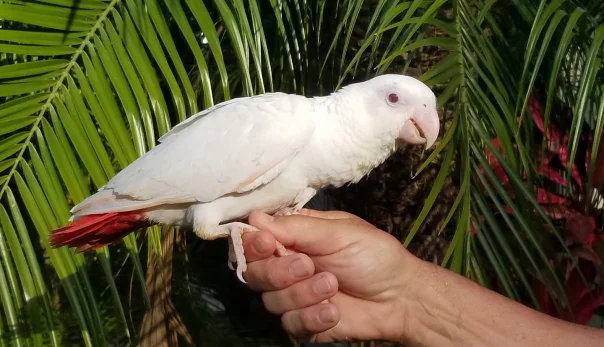 Foto loros grises africanos albinos a la venta