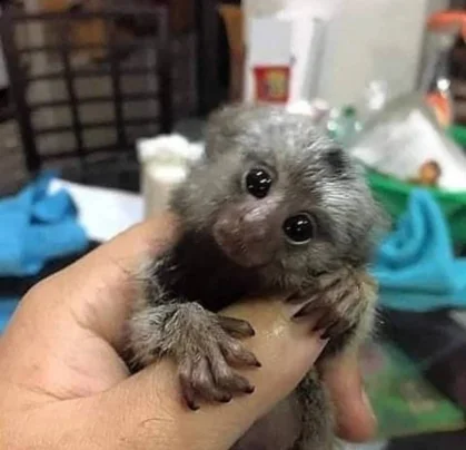 Sillera para traves  de segunda mano - Mono bebé adorable