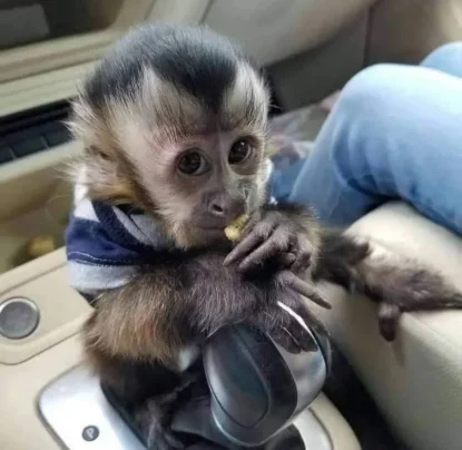 Malacate chihuahua  de segunda mano en Chihuahua - Regalo mono capuchino macho y hembra